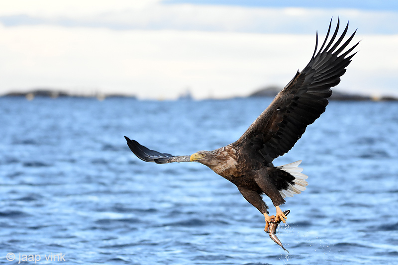 White-tailed Eagle - Zeearend - Haliaeetus albicillae