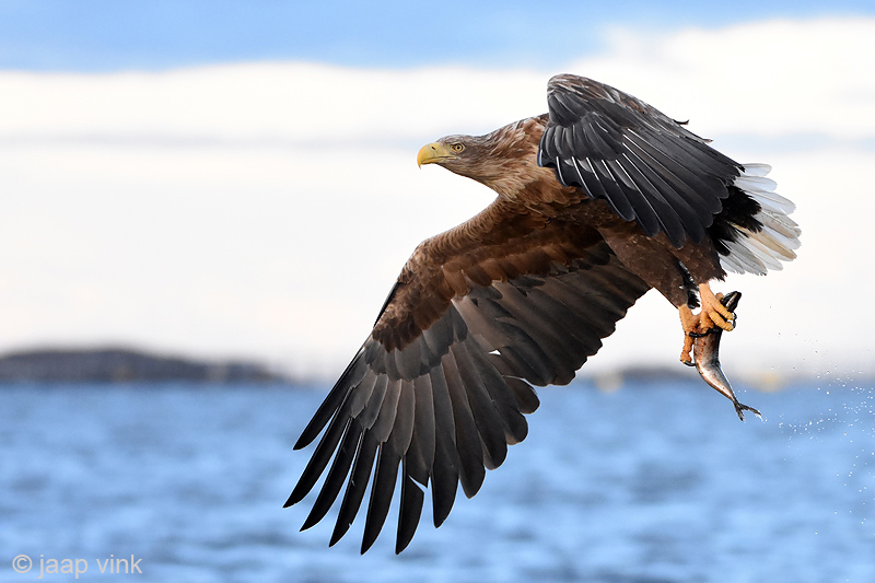 White-tailed Eagle - Zeearend - Haliaeetus albicillae
