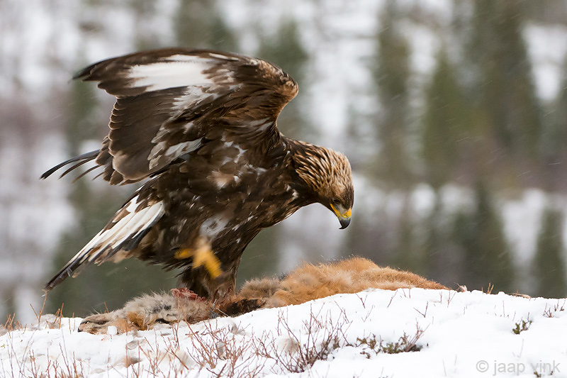 Golden Eagle - Steenarend - Aquila chrysaetos