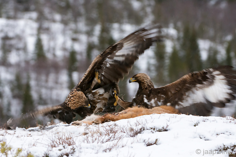 Golden Eagle - Steenarend - Aquila chrysaetos