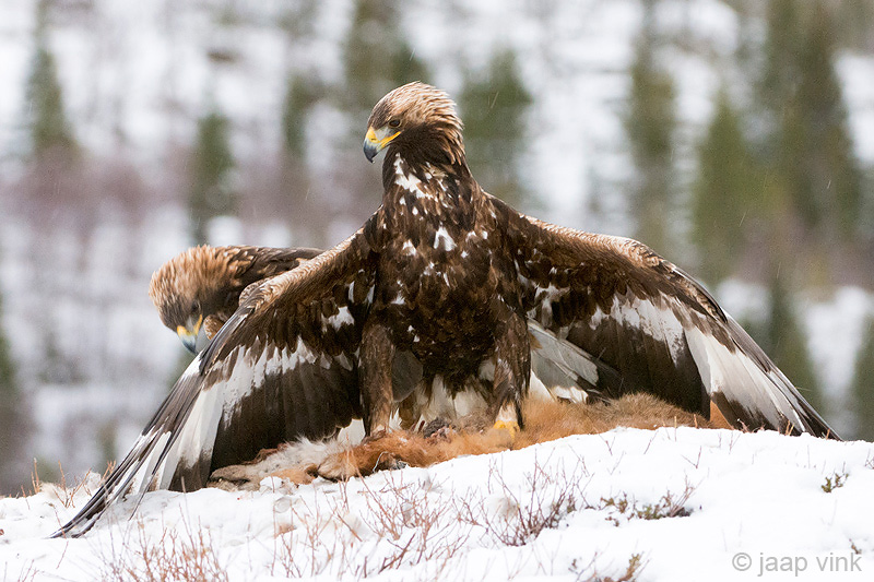 Golden Eagle - Steenarend - Aquila chrysaetos