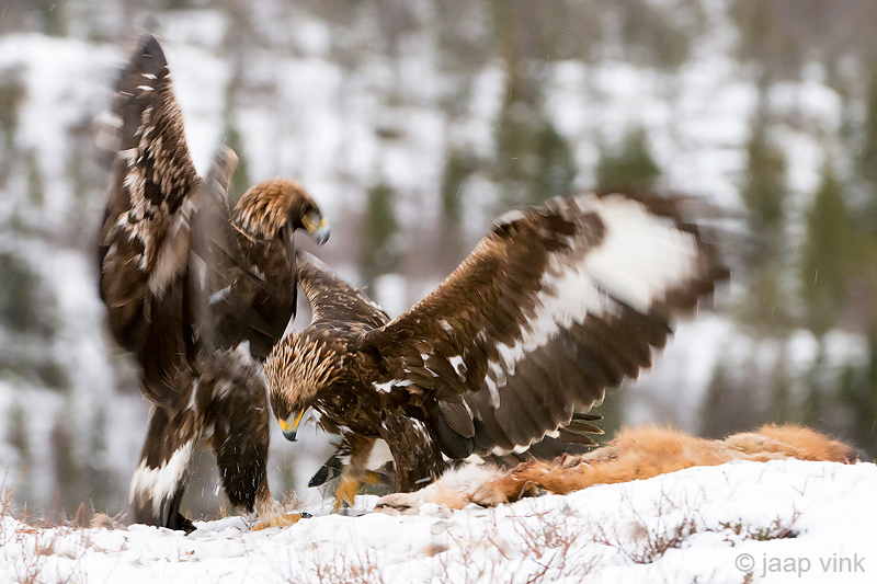 Golden Eagle - Steenarend - Aquila chrysaetos