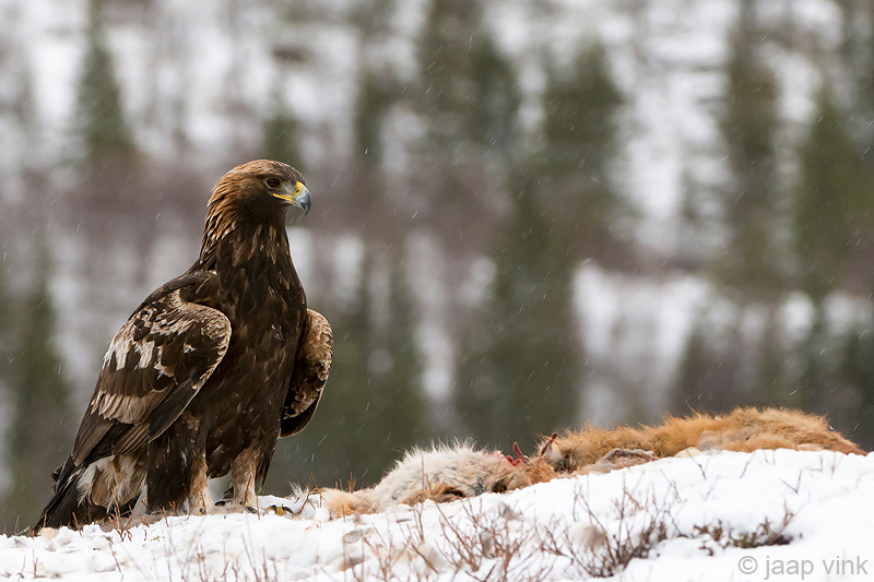 Golden Eagle - Steenarend - Aquila chrysaetos
