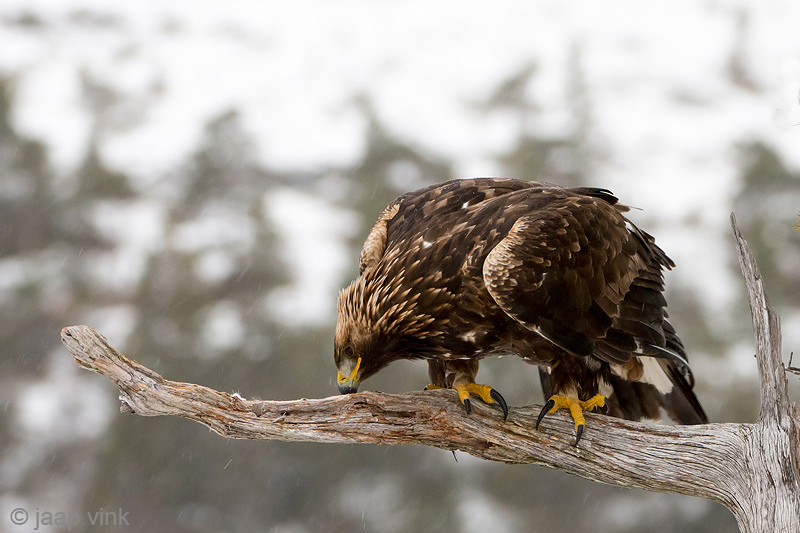 Golden Eagle - Steenarend - Aquila chrysaetos