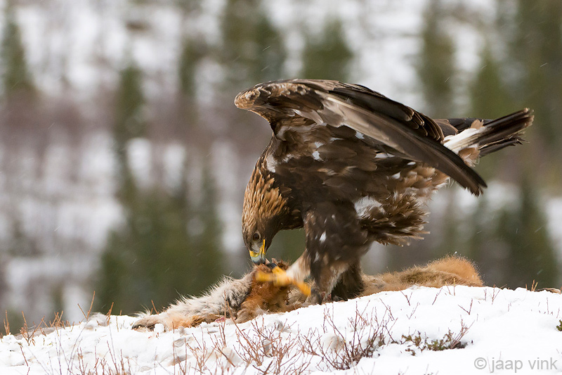 Golden Eagle - Steenarend - Aquila chrysaetos