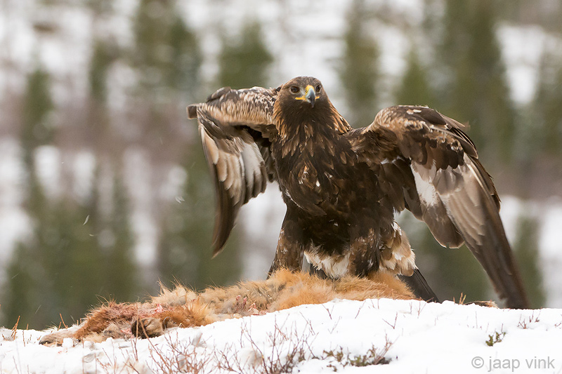 Golden Eagle - Steenarend - Aquila chrysaetos
