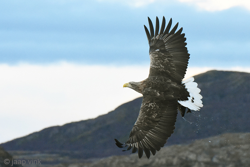 White-tailed Eagle - Zeearend - Haliaeetus albicillae