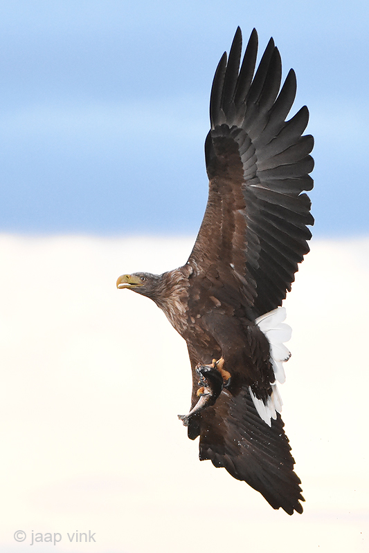 White-tailed Eagle - Zeearend - Haliaeetus albicillae