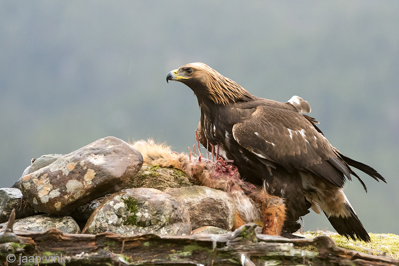 Golden Eagle - Steenarend - Aquila chrysaetos