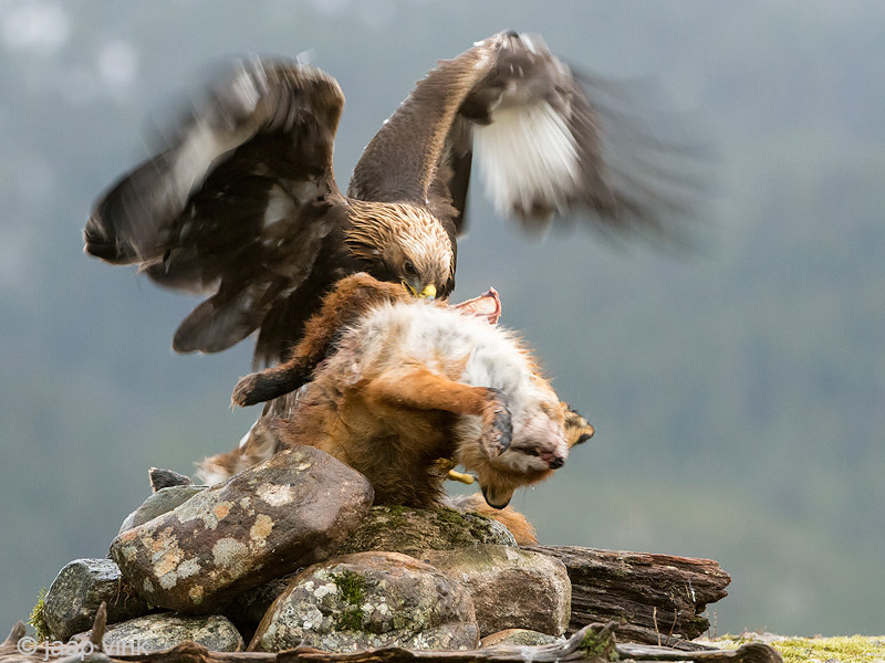 Golden Eagle - Steenarend - Aquila chrysaetos
