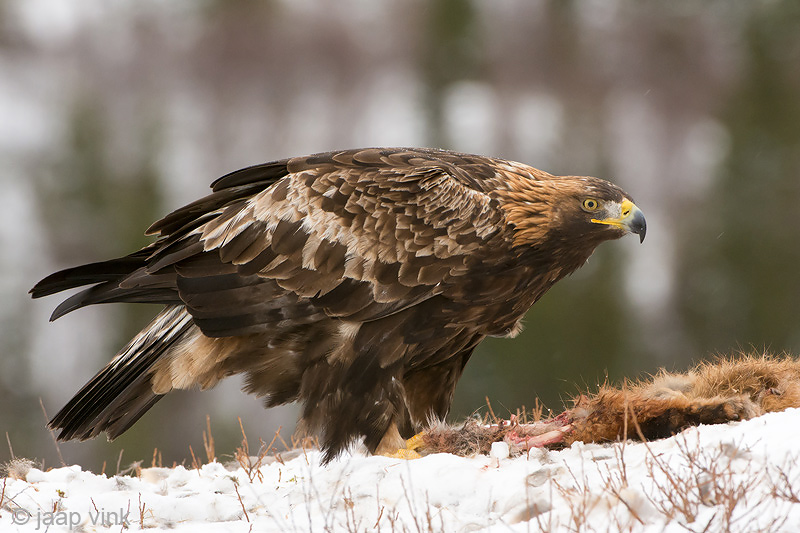 Golden Eagle - Steenarend - Aquila chrysaetos
