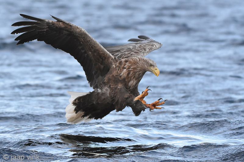 White-tailed Eagle - Zeearend - Haliaeetus albicillae