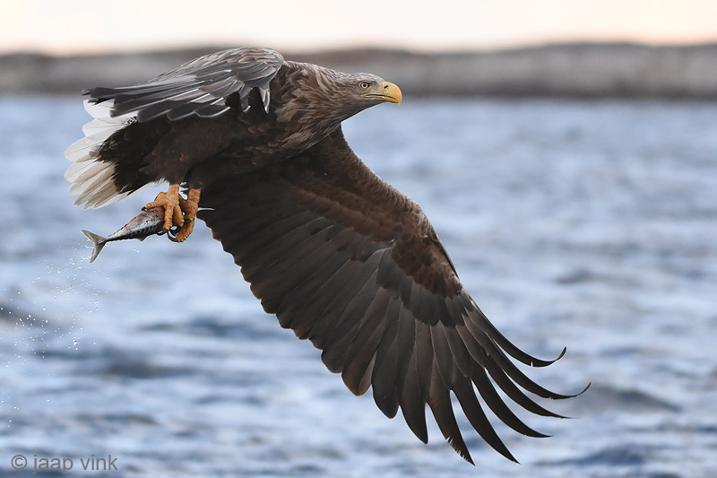 White-tailed Eagle - Zeearend - Haliaeetus albicillae
