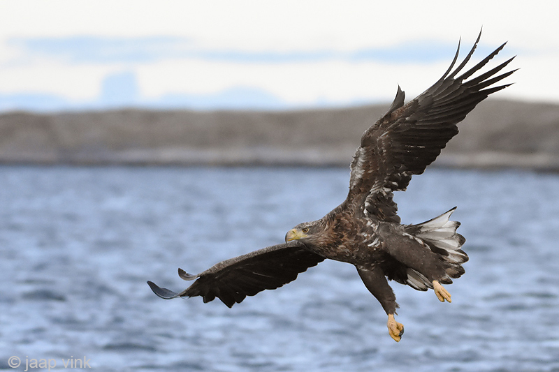 White-tailed Eagle - Zeearend - Haliaeetus albicillae