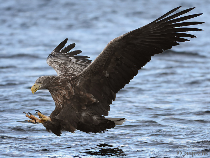 White-tailed Eagle - Zeearend - Haliaeetus albicillae