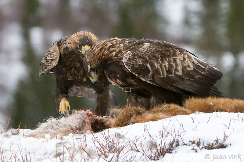 Golden Eagle - Steenarend - Aquila chrysaetos