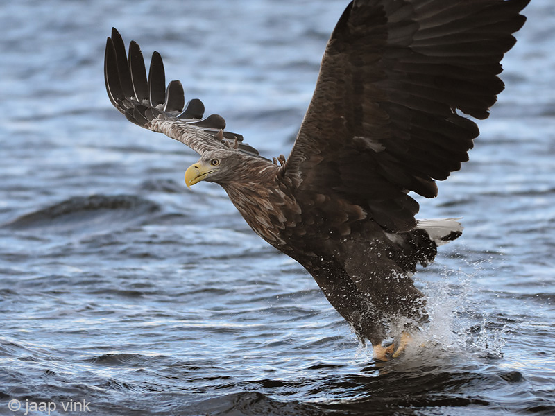 White-tailed Eagle - Zeearend - Haliaeetus albicillae