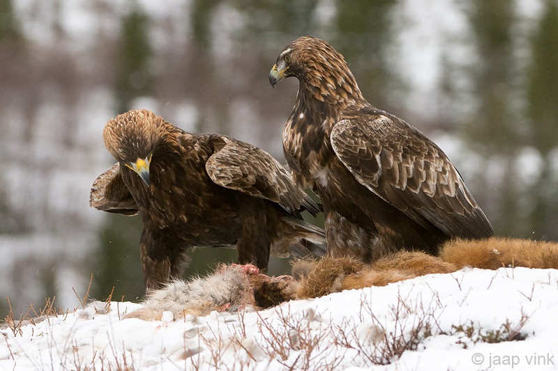 Golden Eagle - Steenarend - Aquila chrysaetos