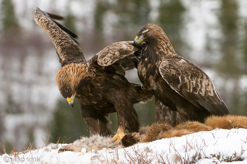 Golden Eagle - Steenarend - Aquila chrysaetos