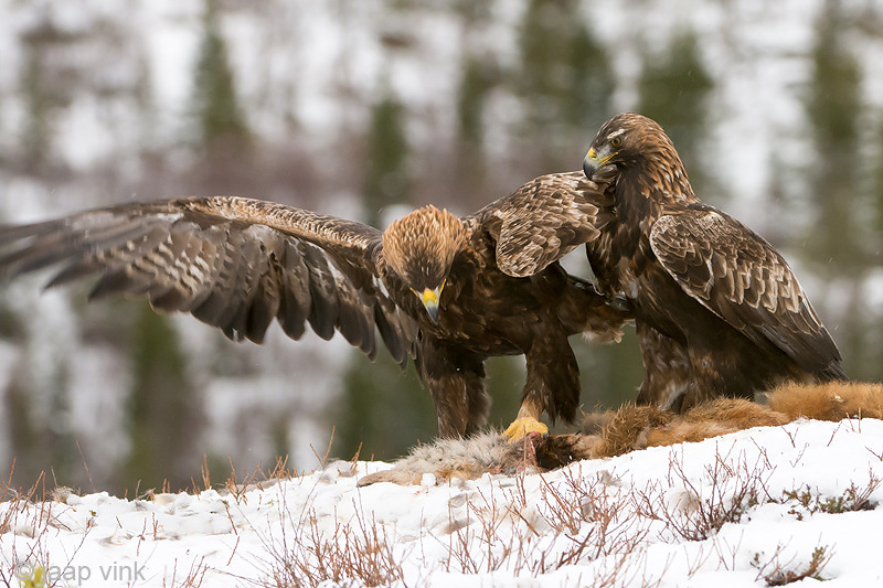 Golden Eagle - Steenarend - Aquila chrysaetos