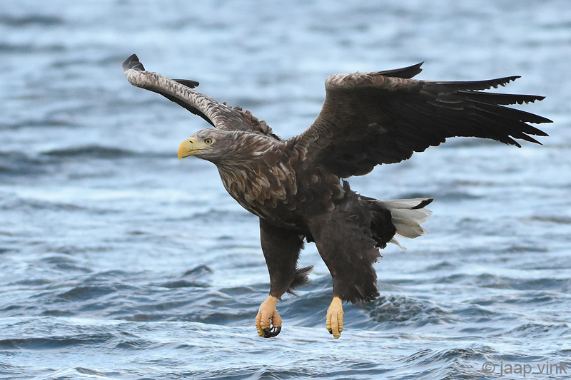 White-tailed Eagle - Zeearend - Haliaeetus albicillae