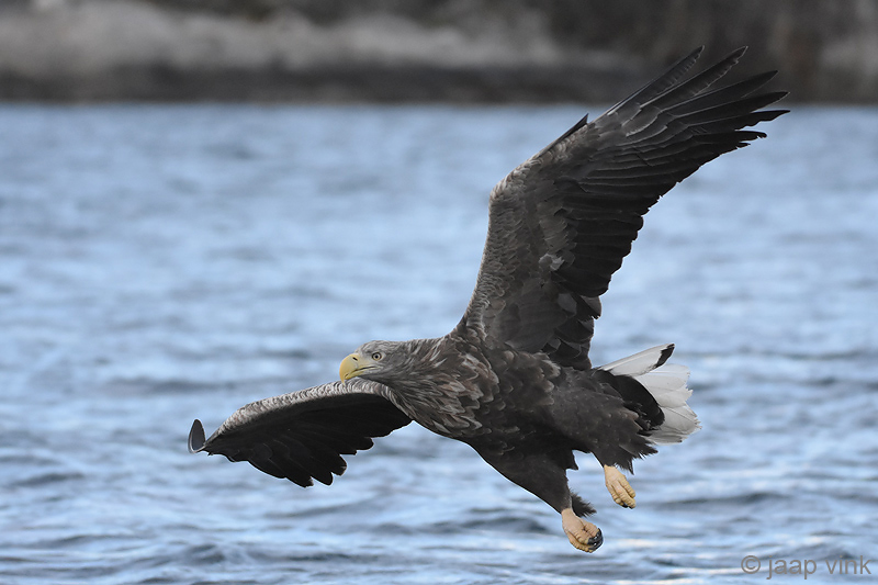 White-tailed Eagle - Zeearend - Haliaeetus albicillae
