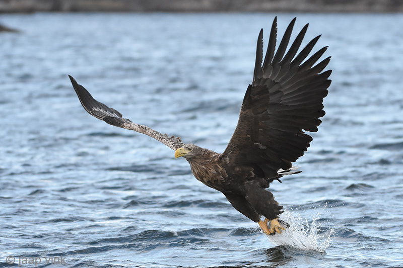 White-tailed Eagle - Zeearend - Haliaeetus albicillae