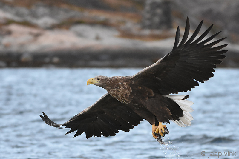 White-tailed Eagle - Zeearend - Haliaeetus albicillae