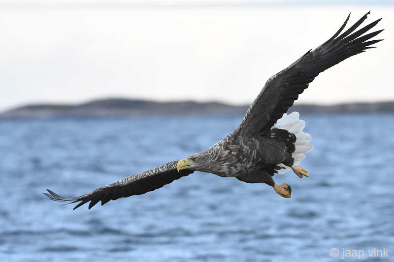 White-tailed Eagle - Zeearend - Haliaeetus albicillae