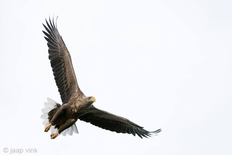 White-tailed Eagle - Zeearend - Haliaeetus albicillae