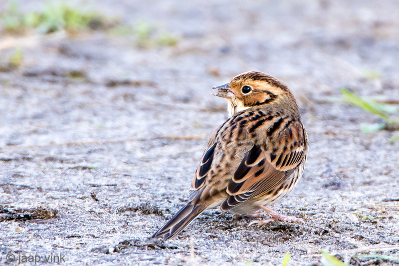 Little Bunting - Dwerggors - Emberiza pusilla