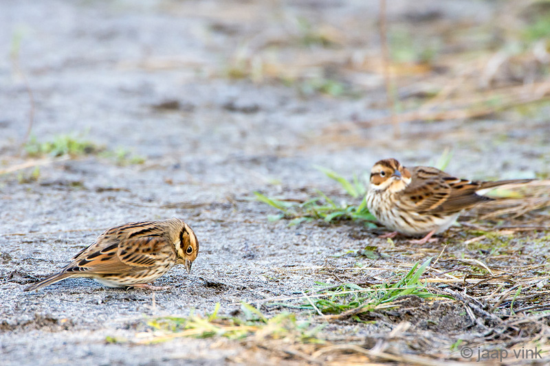 Little Bunting - Dwerggors - Emberiza pusilla
