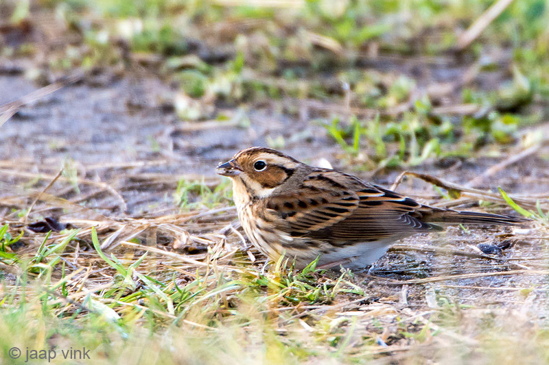 Little Bunting - Dwerggors - Emberiza pusilla