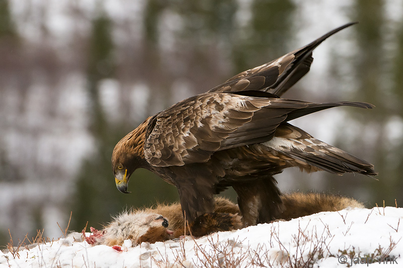 Golden Eagle - Steenarend - Aquila chrysaetos