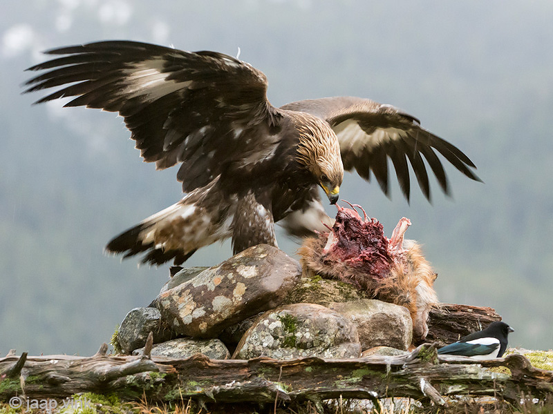 Golden Eagle - Steenarend - Aquila chrysaetos