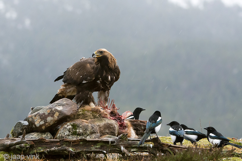 Golden Eagle - Steenarend - Aquila chrysaetos