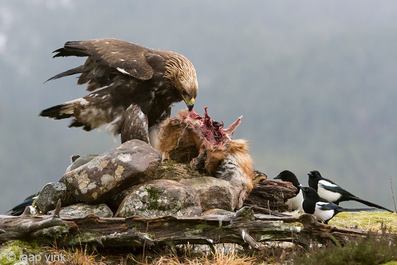 Golden Eagle - Steenarend - Aquila chrysaetoso