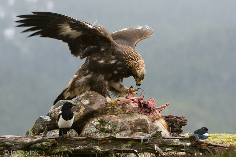 Golden Eagle - Steenarend - Aquila chrysaetoso