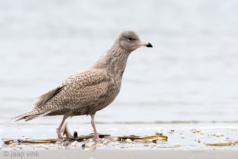 Glaucous Gull - Grote Burgemeester - Larus hyperboreus