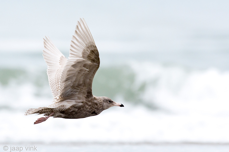 Glaucous Gull - Grote Burgemeester - Larus hyperboreus