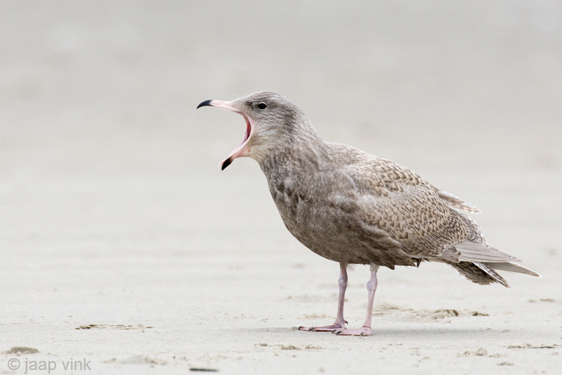 Glaucous Gull - Grote Burgemeester - Larus hyperboreus