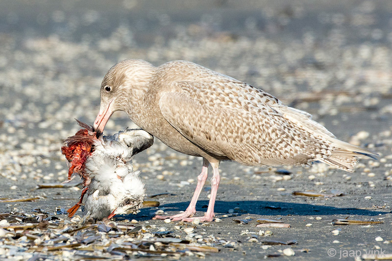 Glaucous Gull - Grote Burgemeester - Larus hyperboreus