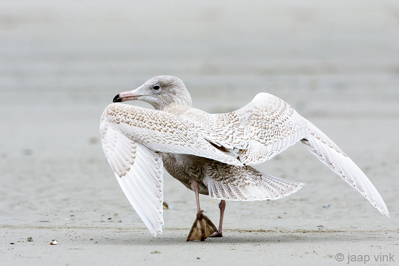 Glaucous Gull - Grote Burgemeester - Larus hyperboreus