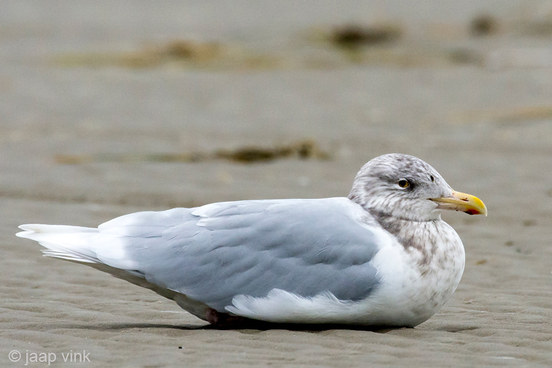 Glaucous Gull - Grote Burgemeester - Larus hyperboreus