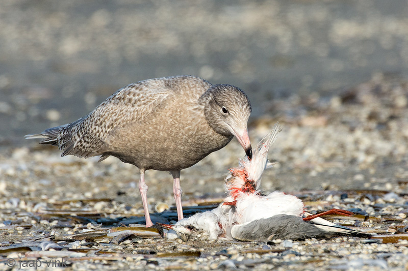 Glaucous Gull - Grote Burgemeester - Larus hyperboreus