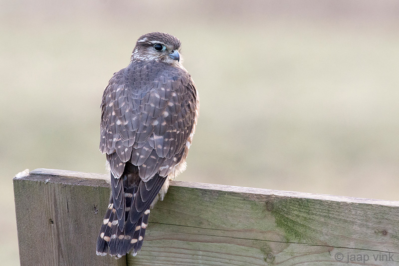 Merlin - Smelleken - Falco columbarius