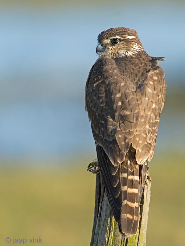 Merlin - Smelleken - Falco columbarius
