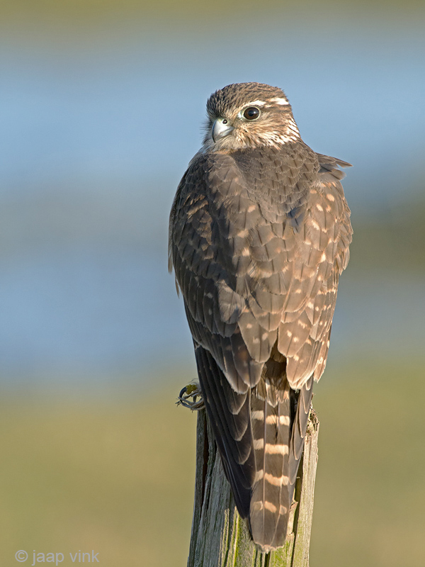 Merlin - Smelleken - Falco columbarius