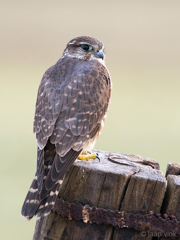 Merlin - Smelleken - Falco columbarius