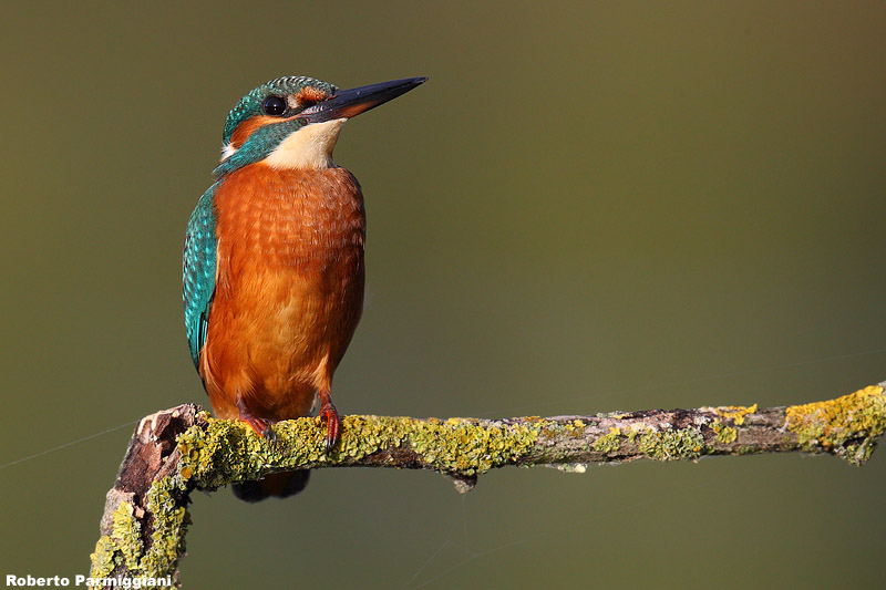 Alcedo atthis (kingfisher-martin pescatore)